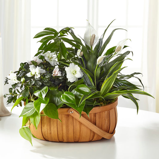 Serene Dishgarden –  Maison Des Fleur Blossome, Laval PQ