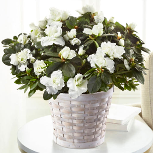 White Azalea Plant –  Maison Des Fleur Blossome, Laval PQ