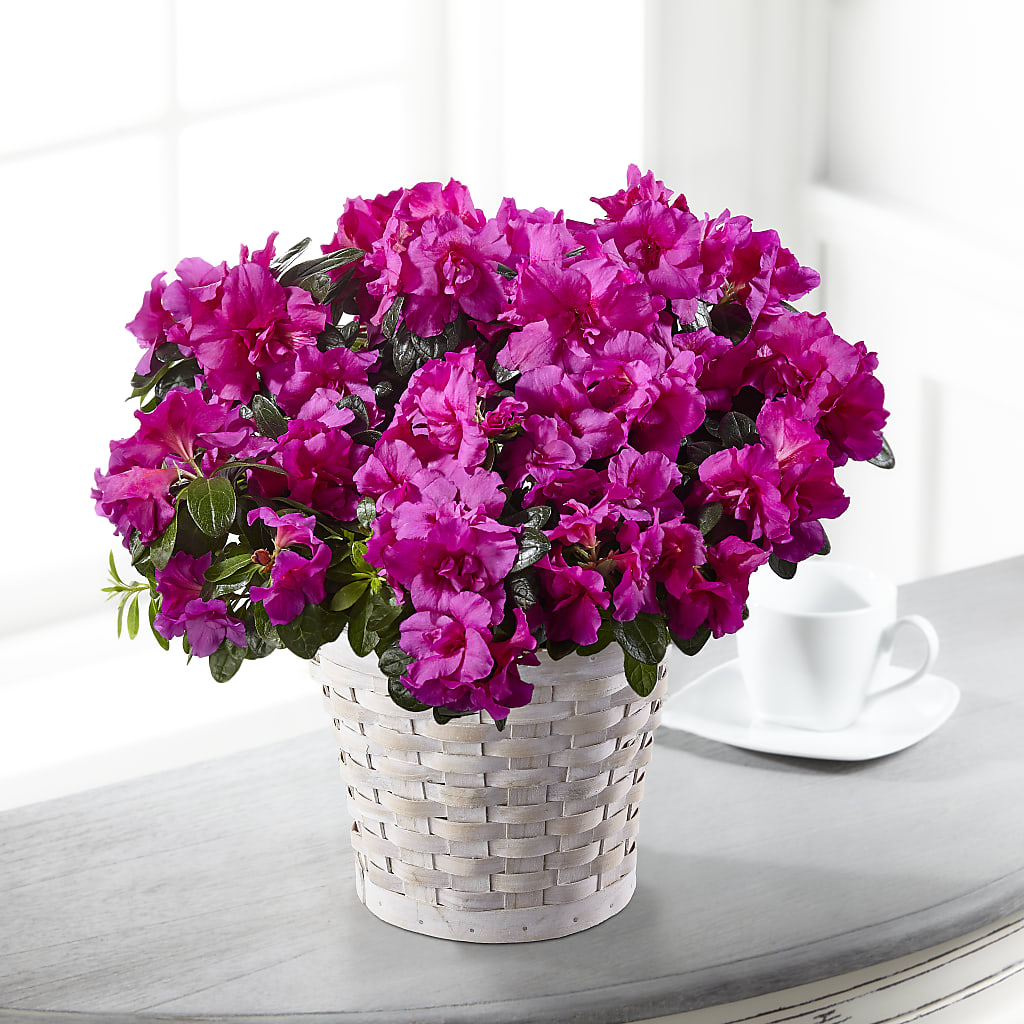Hope & Serenity Azalea Plant –  Maison Des Fleur Blossome, Laval PQ