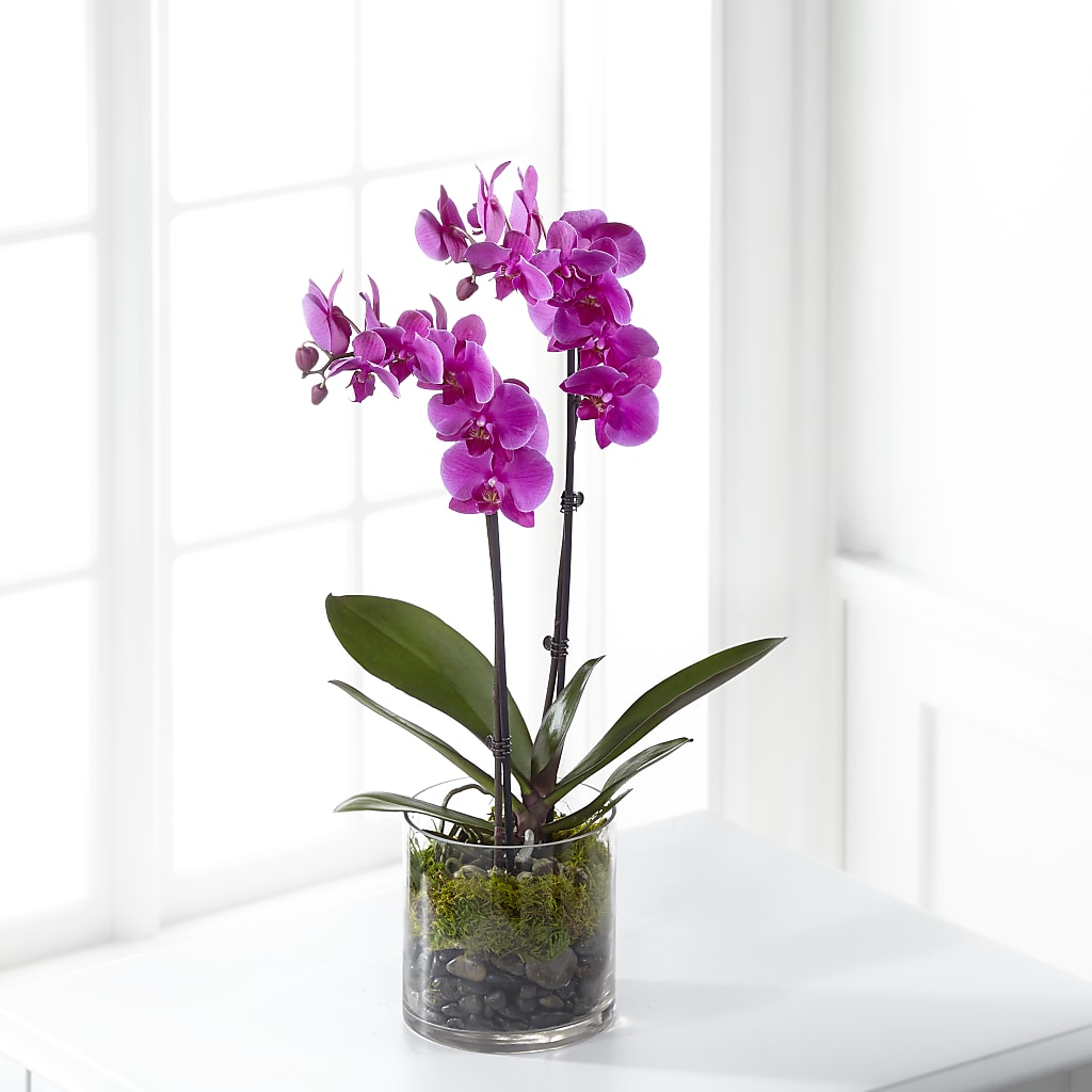 Pink Orchid Plant –  Maison Des Fleur Blossome, Laval PQ