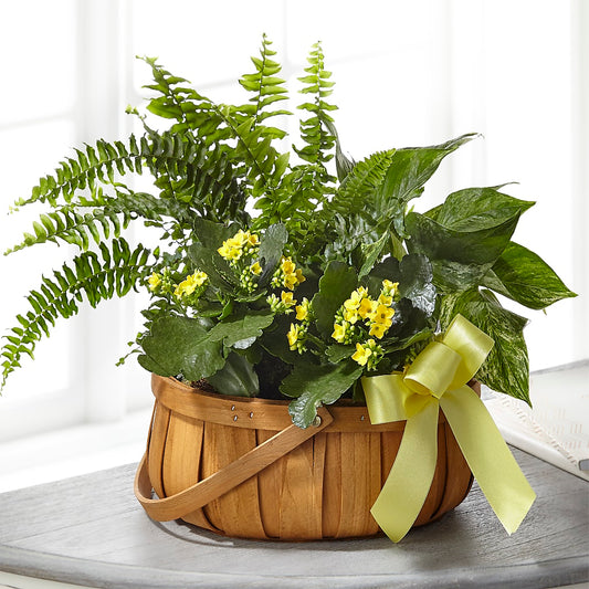 Always Dear Dishgarden –  Maison Des Fleur Blossome, Laval PQ