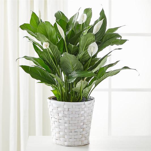 A New Leaf Peace Lily –  Maison Des Fleur Blossome, Laval PQ
