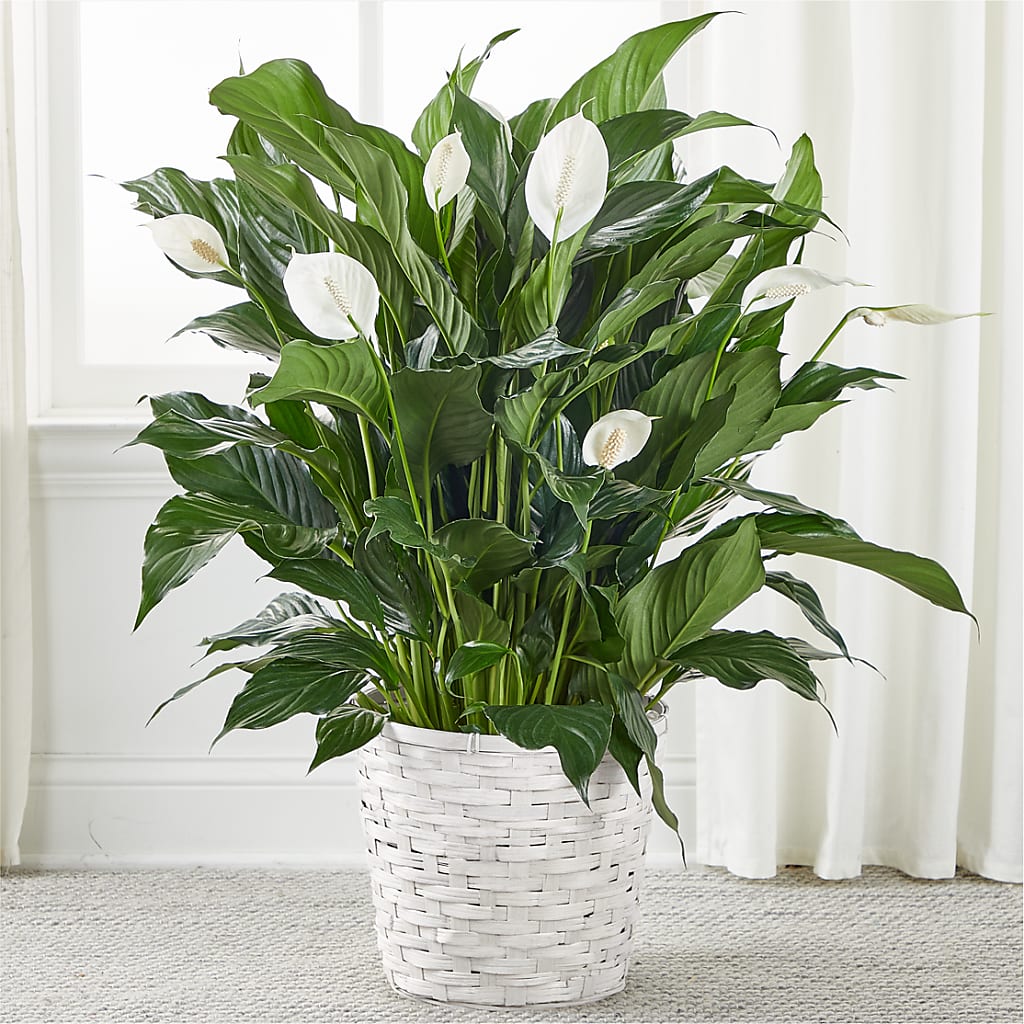 A New Leaf Peace Lily – MAISON DES FLEUR BLOSSOME, Laval PQ