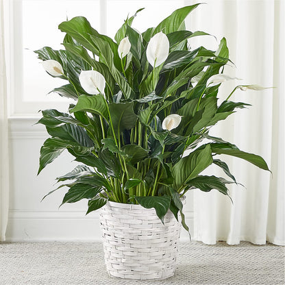 A New Leaf Peace Lily – MAISON DES FLEUR BLOSSOME, Laval PQ