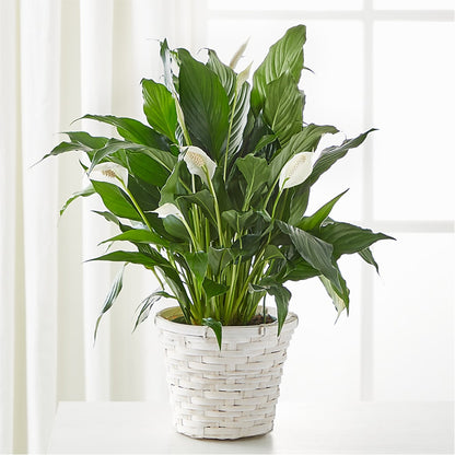 A New Leaf Peace Lily – MAISON DES FLEUR BLOSSOME, Laval PQ