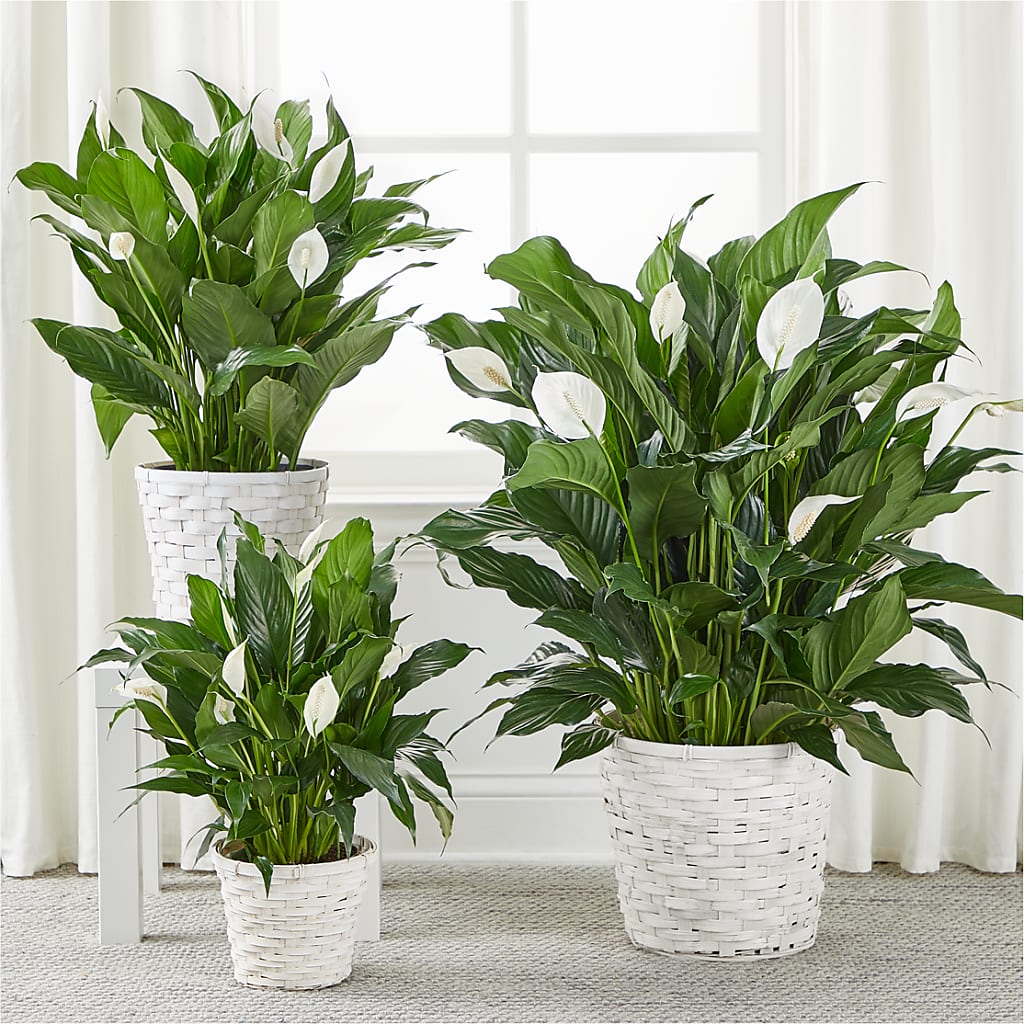 A New Leaf Peace Lily –  Maison Des Fleurs Blossome Inc, Lachine PQ