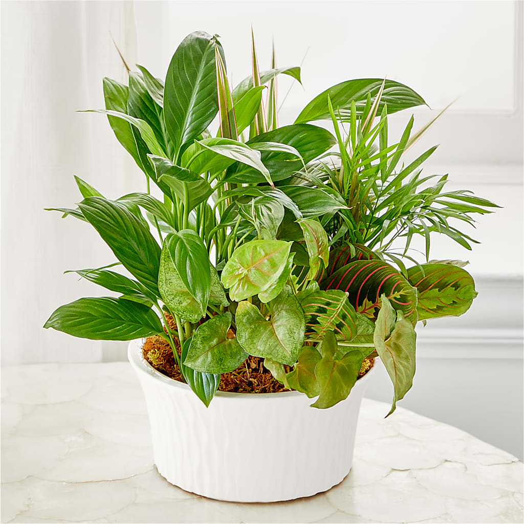Balance & Harmony Dishgarden – MAISON DES FLEUR BLOSSOME, Laval PQ