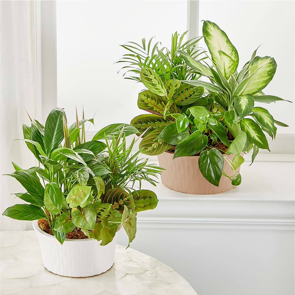 Balance & Harmony Dishgarden –  Maison Des Fleurs Blossome Inc, Lachine PQ