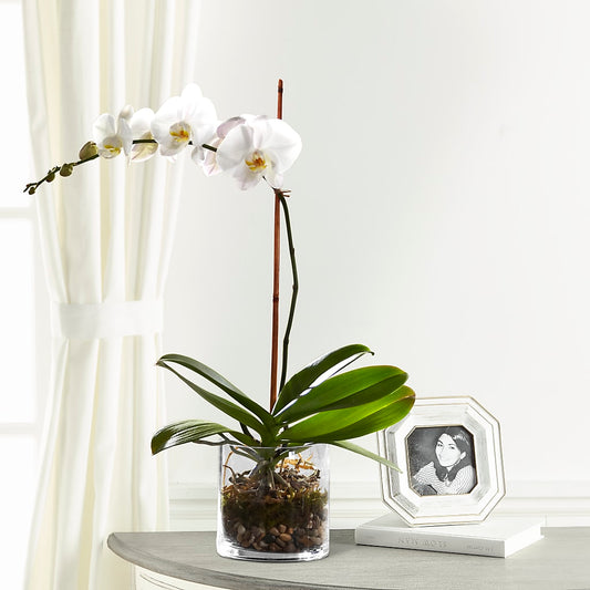White Orchid Planter –  Maison Des Fleur Blossome, Laval PQ