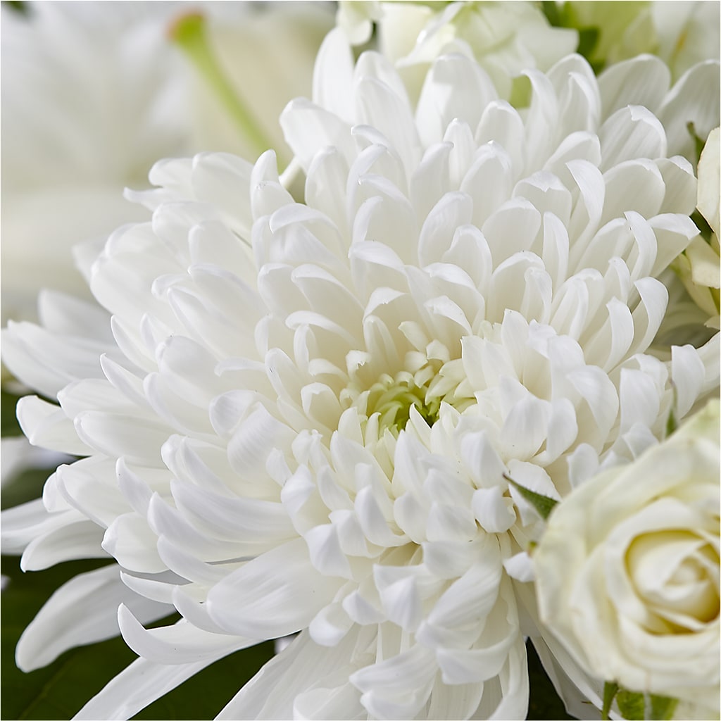 Classic Ivory – A Florist Original –  Maison Des Fleurs Blossome Inc, Lachine PQ