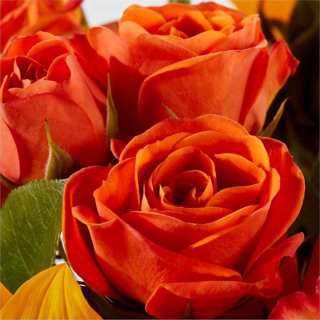 Picnic in the Park Bouquet –  Maison Des Fleurs Blossome Inc, Lachine PQ