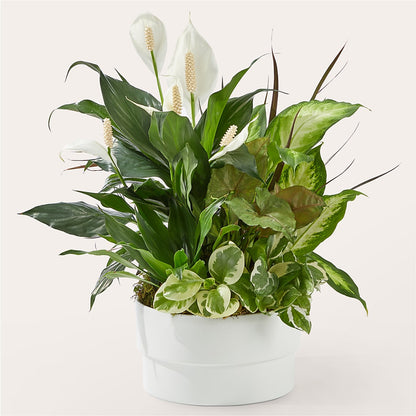 Radiating Positivity Dishgarden – MAISON DES FLEUR BLOSSOME, Laval PQ
