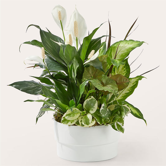 Radiating Positivity Dishgarden –  Maison Des Fleur Blossome, Laval PQ