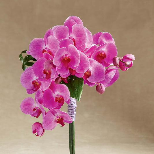 Glorious Bouquet –  Maison Des Fleur Blossome, Laval PQ
